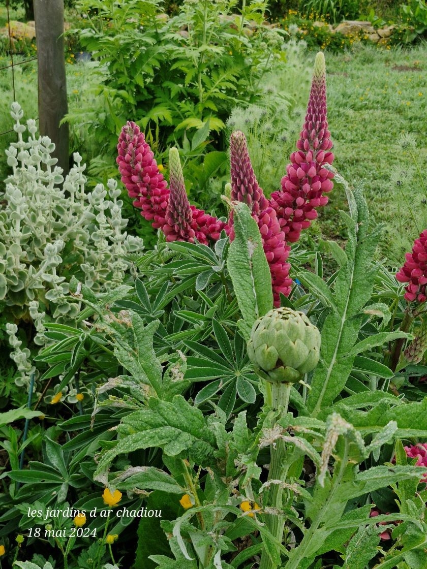 Artichaut et lupins