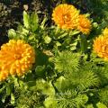 Calendula jaune