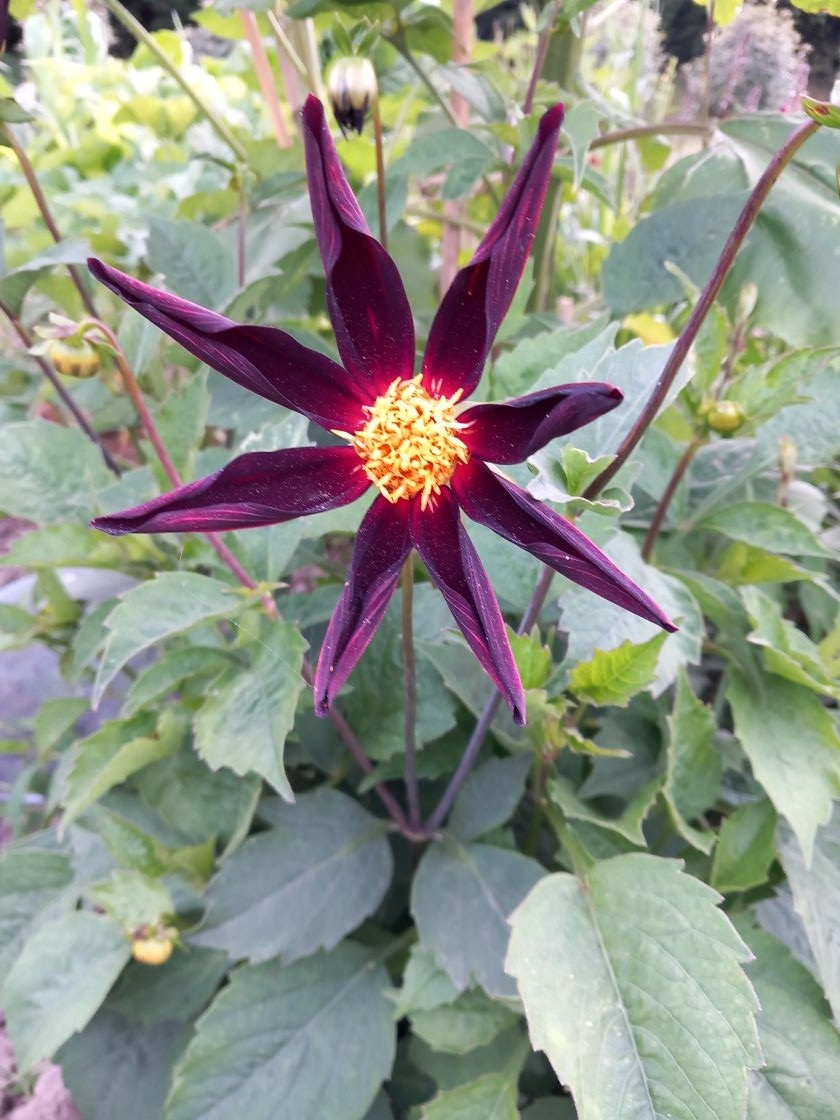 Dahlia honka 16 juin 23