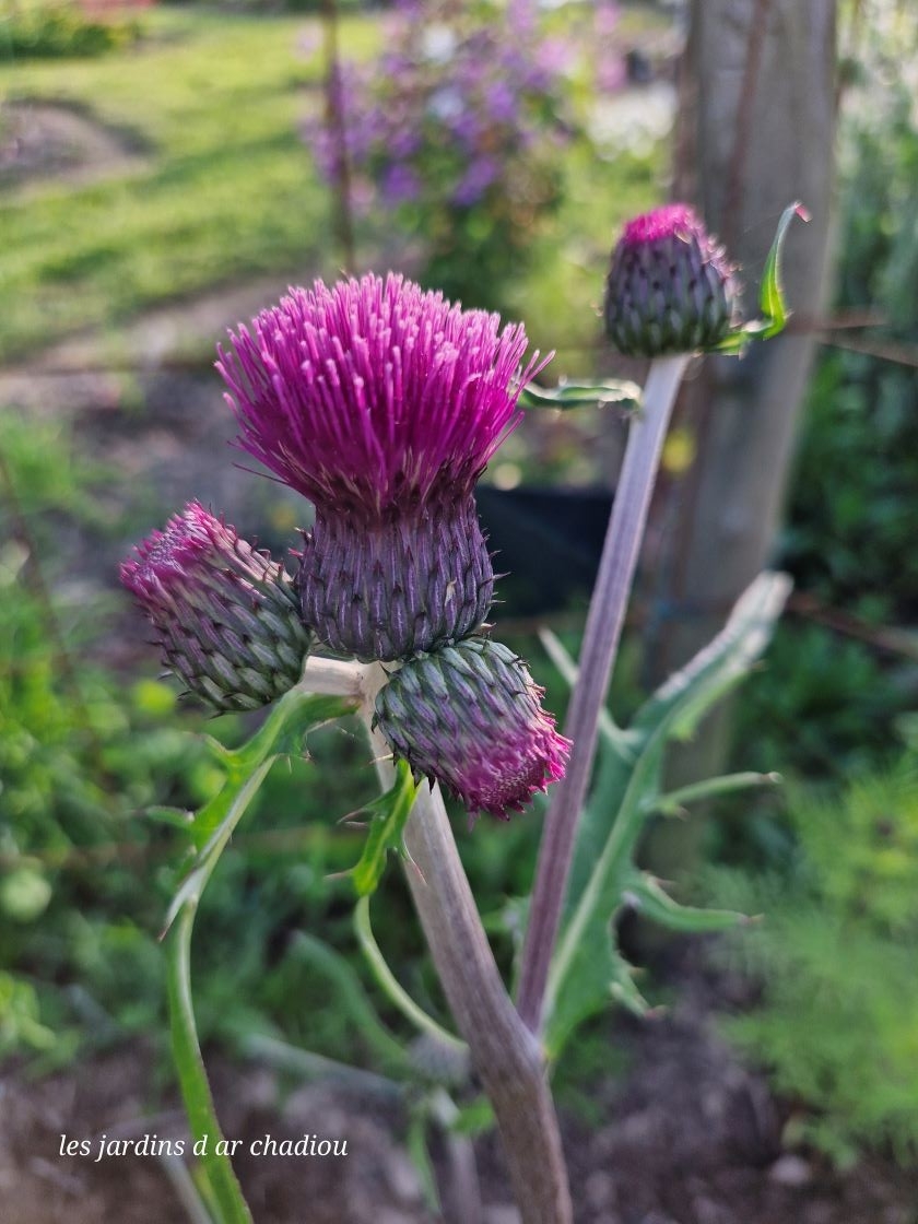 cirsium rivulare atropurpureum