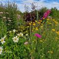 floraisons d'été