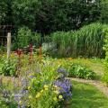 des fleurs au potager