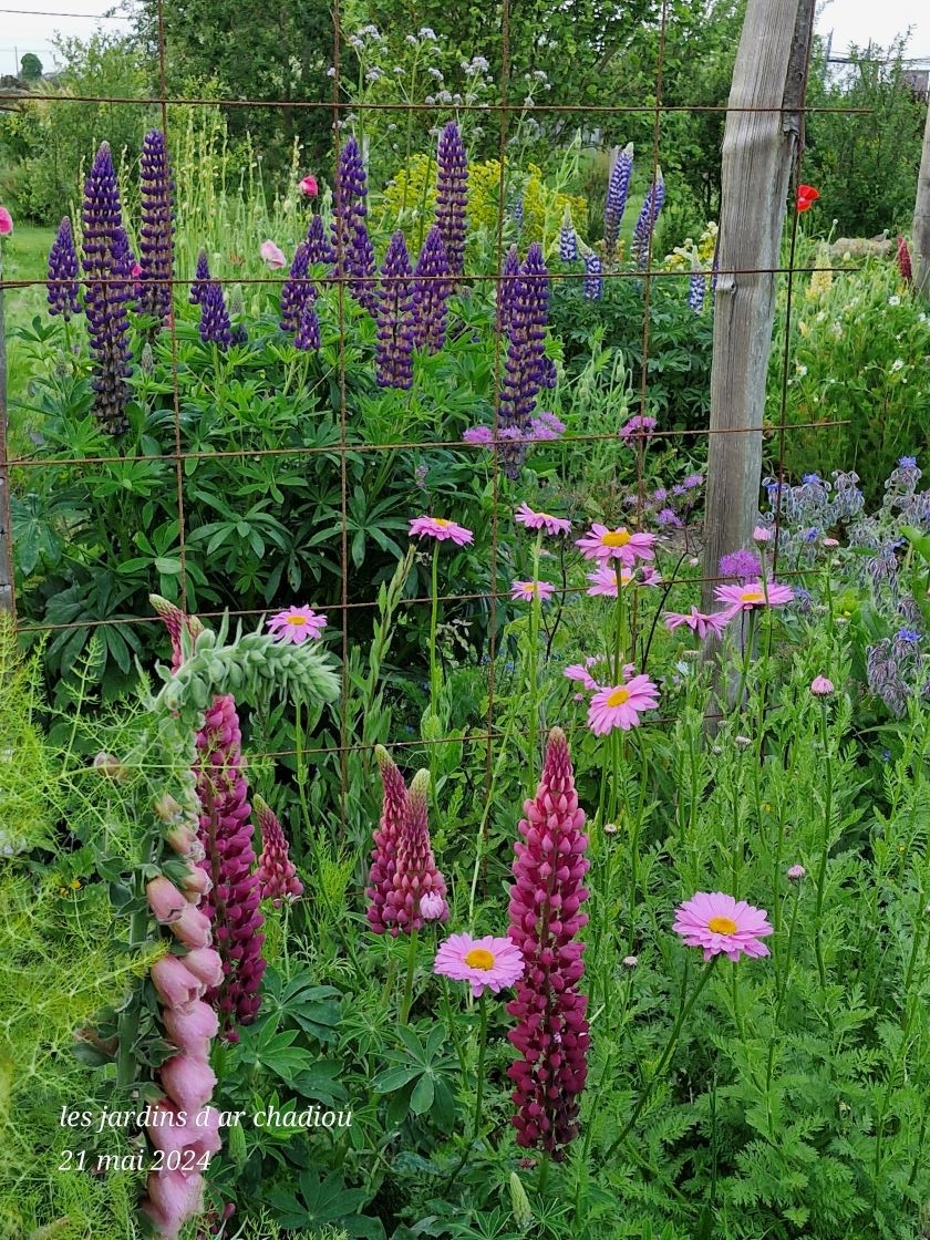 Lupins et pyrethre rose 