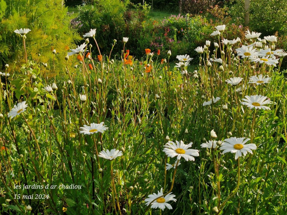 Marguerites 15 mai 24