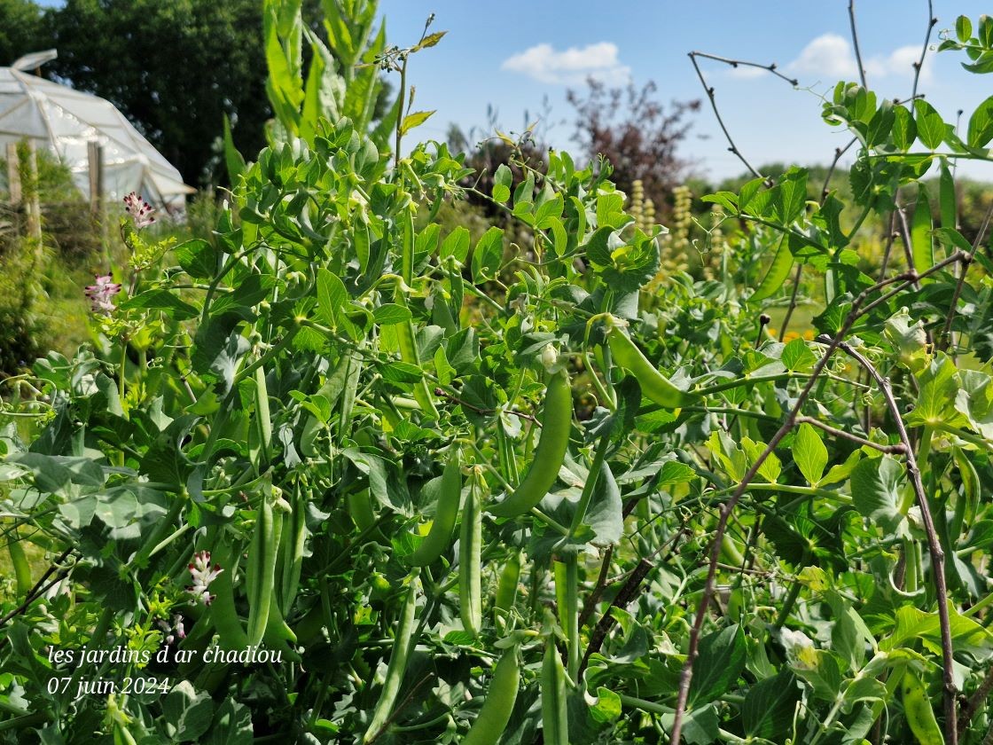 Petits pois du jardin 