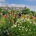 les marguerites