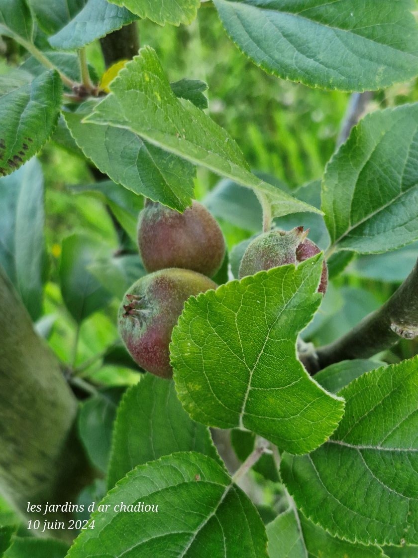 Premières pommes