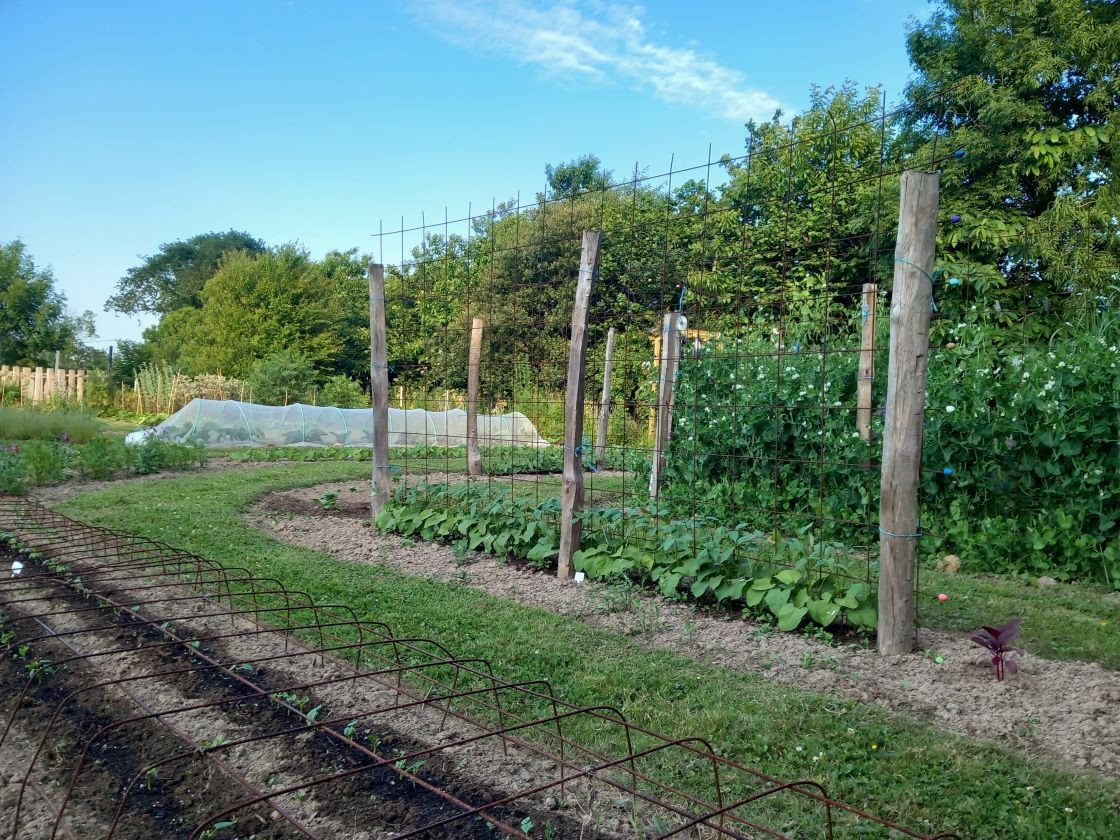  haricots 15 juin 