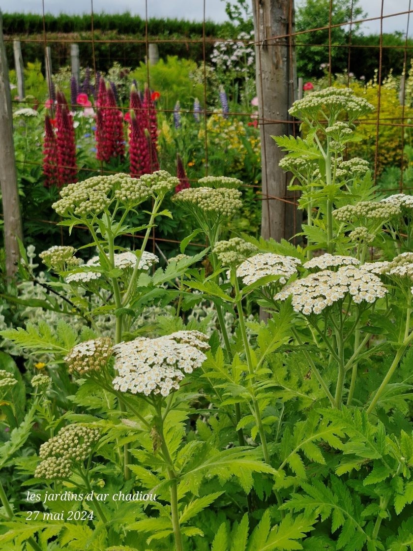 Tanacetum macrophyllum