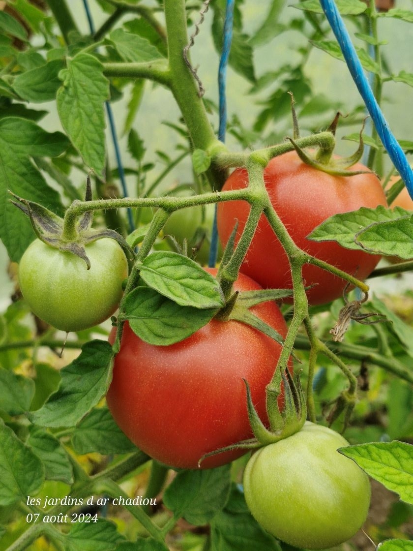 Tomates précoces de Quimper