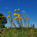 Tournesols a feuilles de saule 