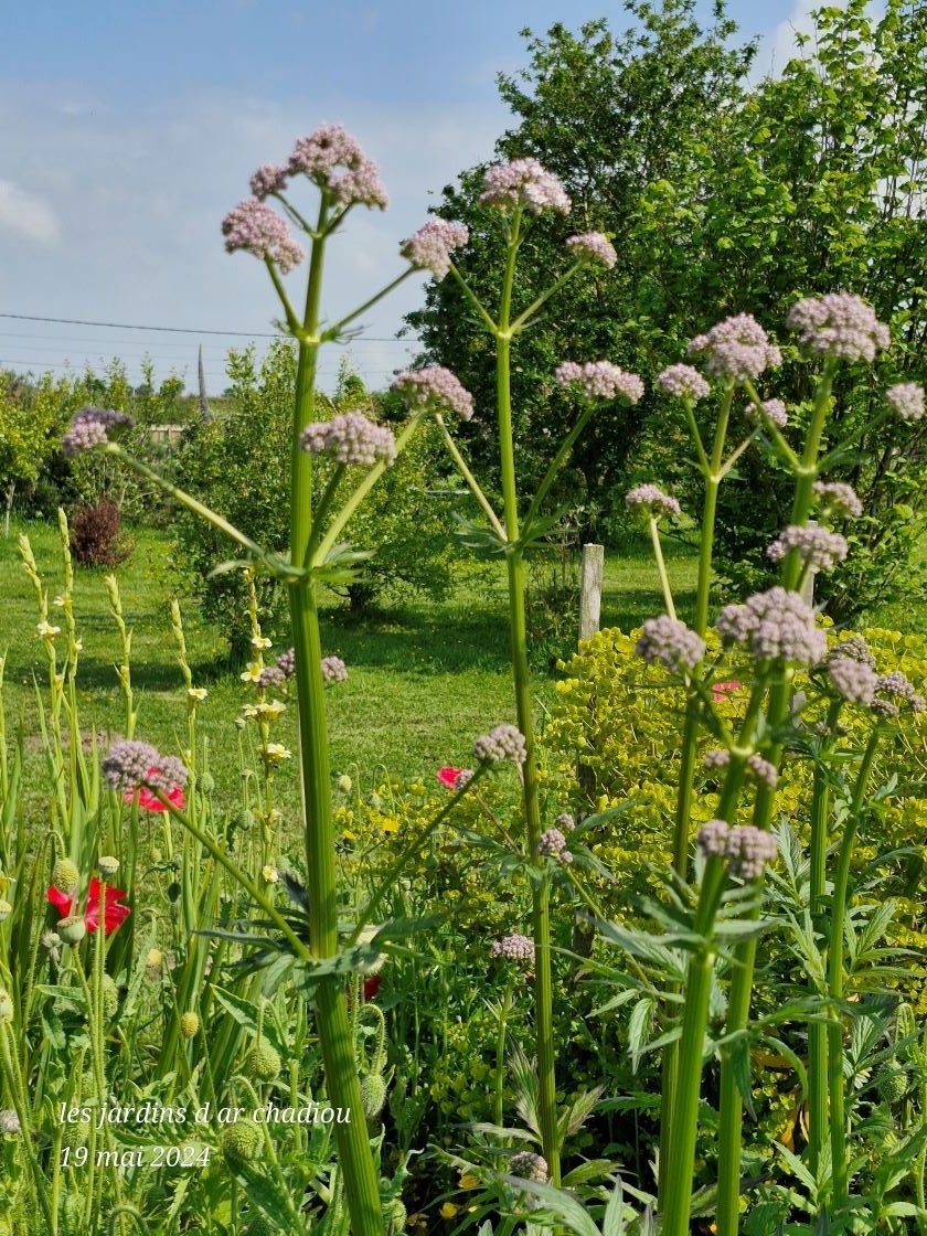 Valeriane officinale